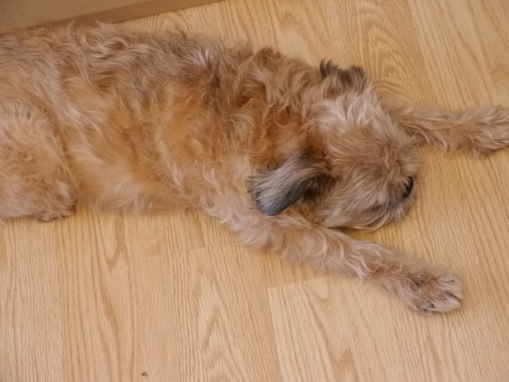 Chewie after a long recording session